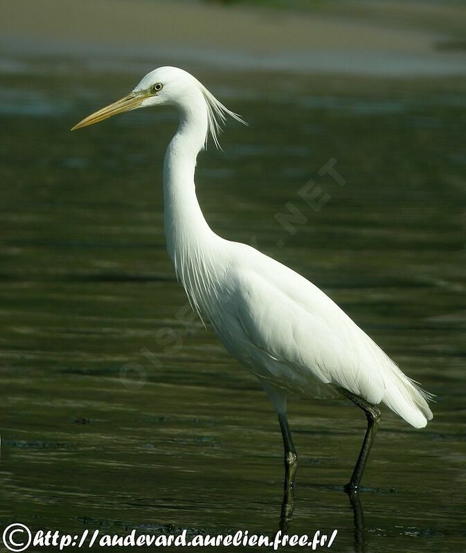 Aigrette de Chineadulte nuptial