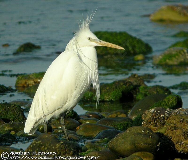 Aigrette de Chine