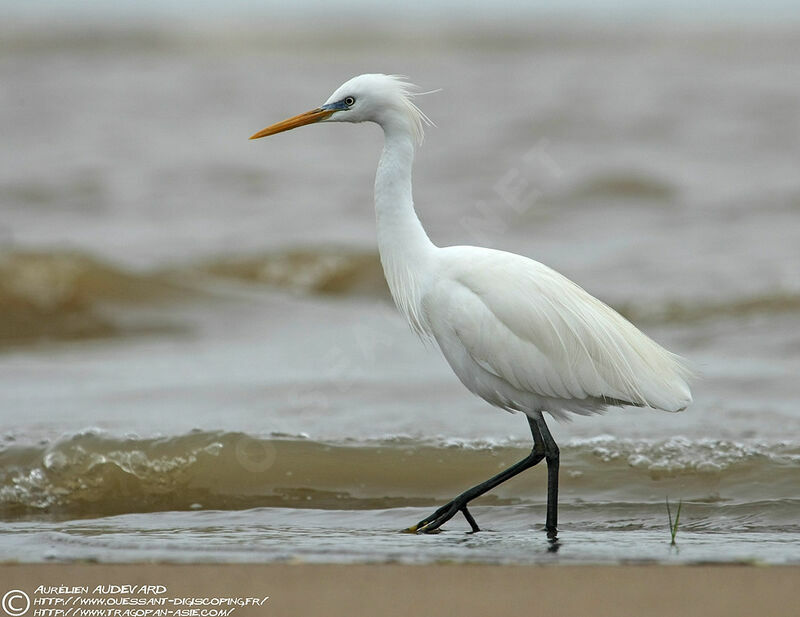 Chinese Egret