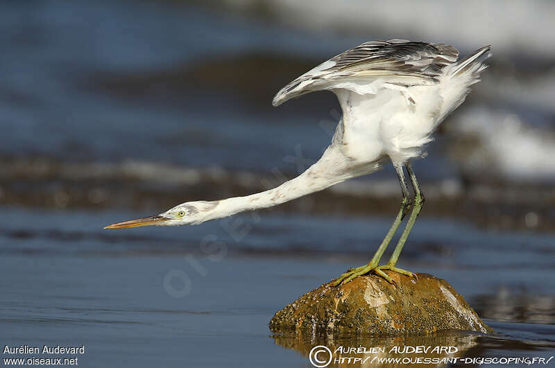 Western Reef Heron, pigmentation, Behaviour