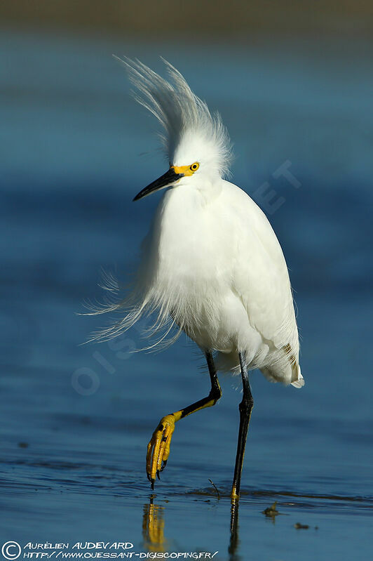 Aigrette neigeuse, identification