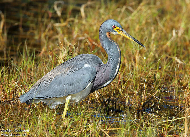 Aigrette tricoloreadulte internuptial, identification