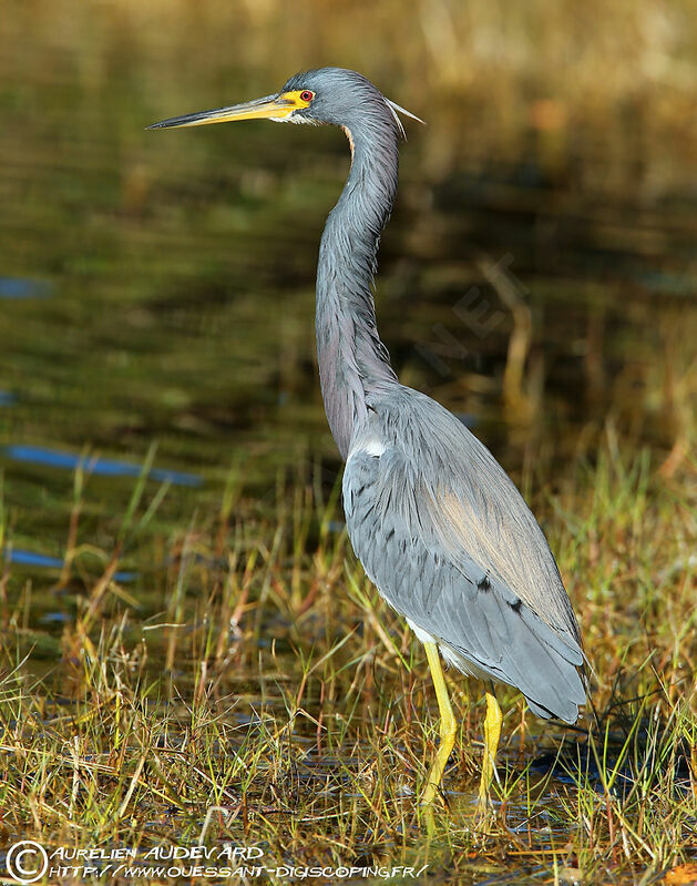 Tricolored Heron