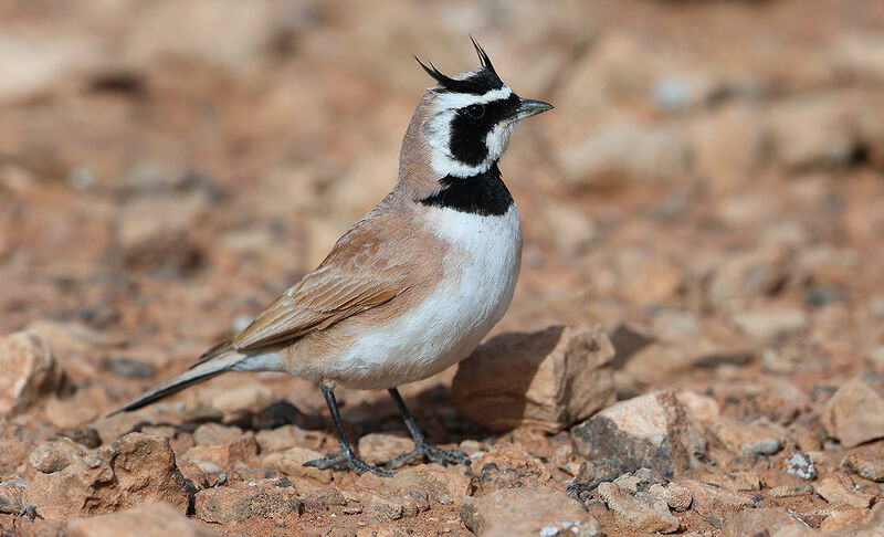 Temminck's Lark male adult breeding, identification