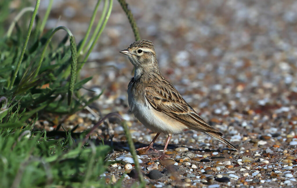 Alouette calandrelle