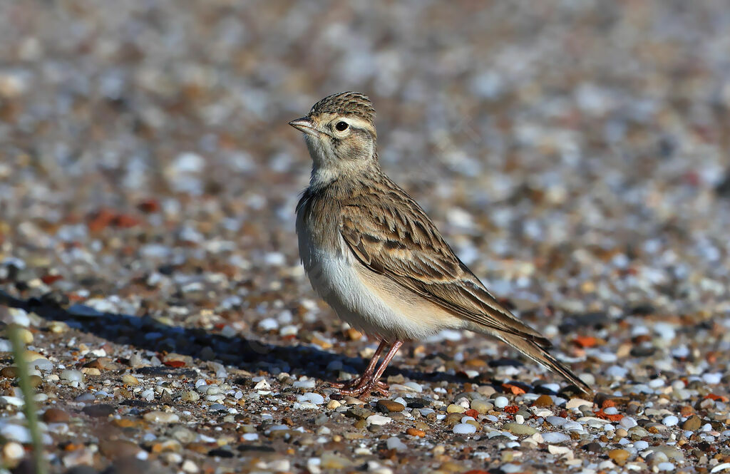 Alouette calandrelle