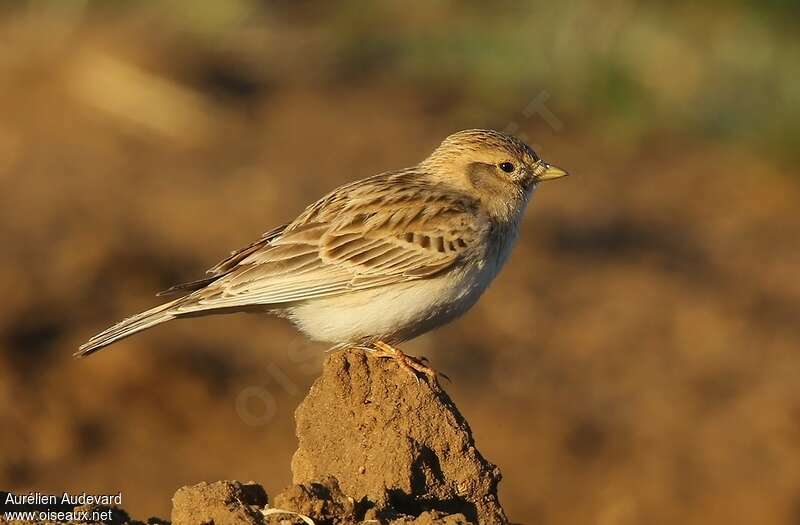 Asian Short-toed Lark male adult breeding, identification