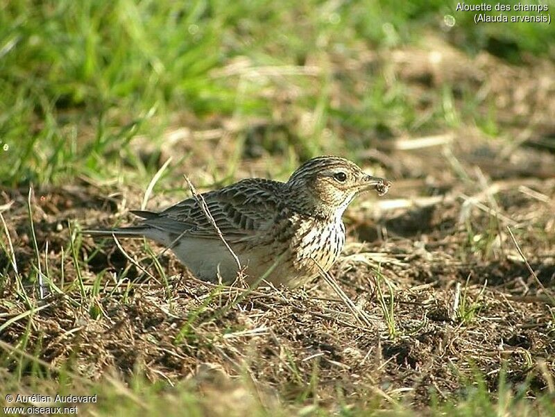 Eurasian Skylark