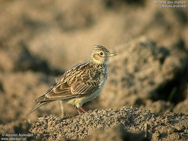 Eurasian Skylark