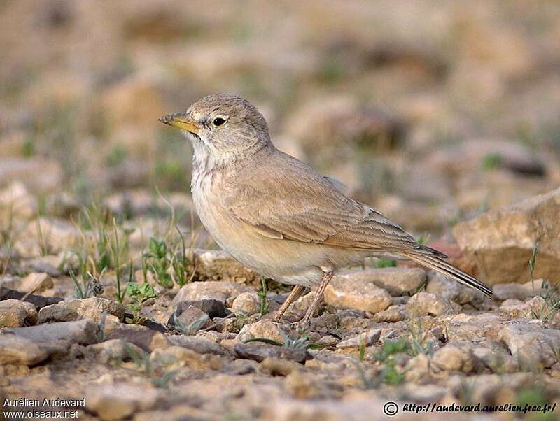 Desert Larkadult, identification