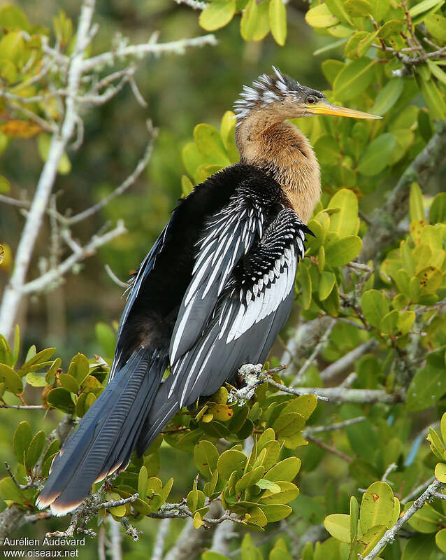 Anhinga female adult breeding, identification