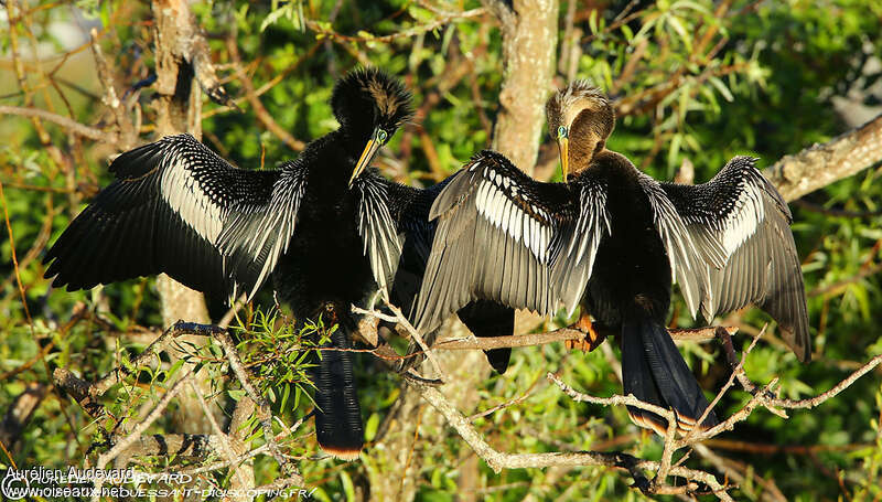 Anhingaadult, pigmentation, Behaviour