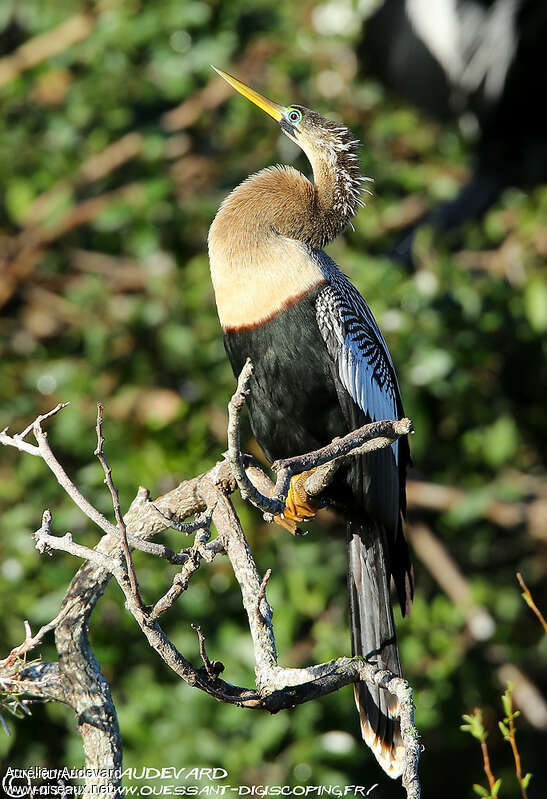 Anhinga female adult breeding, identification