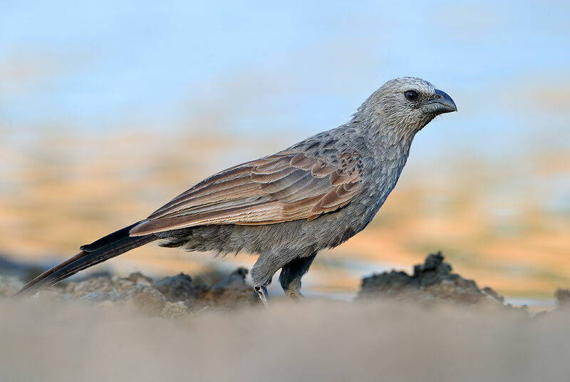 Apôtre gris, identification