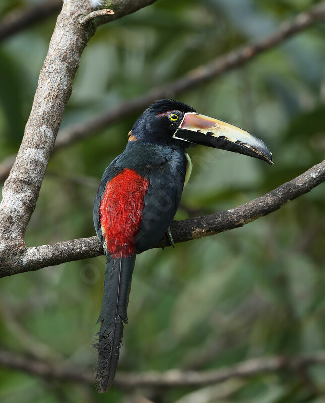 Araçari à collieradulte, identification