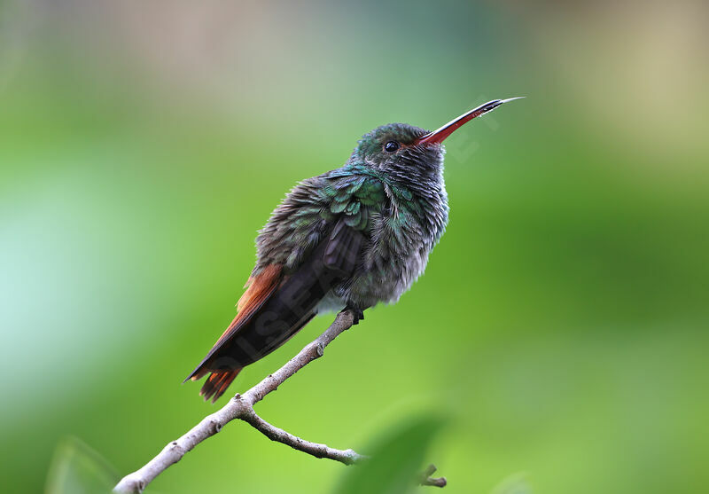 Rufous-tailed Hummingbird