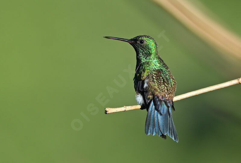 Blue-vented Hummingbird