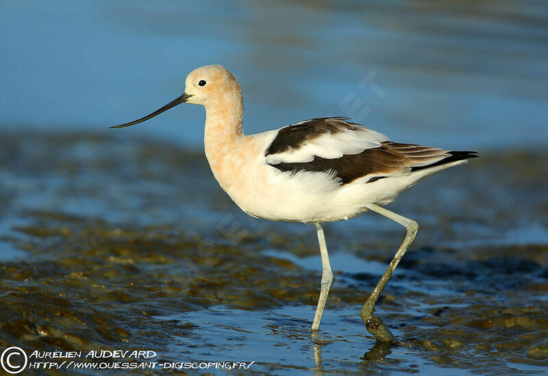 American Avocet