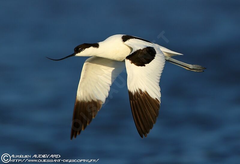 Pied Avocetadult breeding, Flight