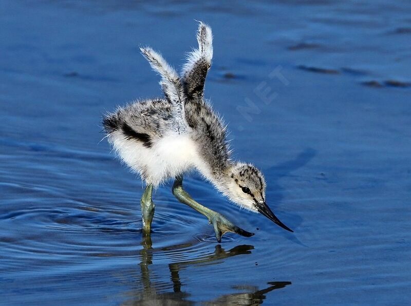 Pied Avocetimmature, Reproduction-nesting