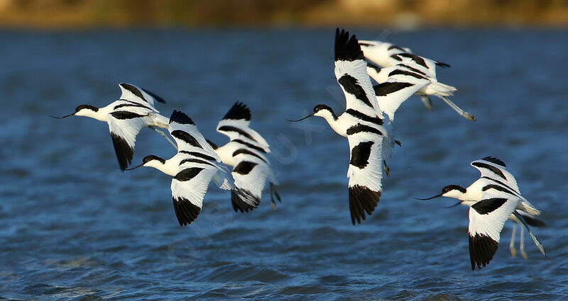 Pied Avocetadult, Flight