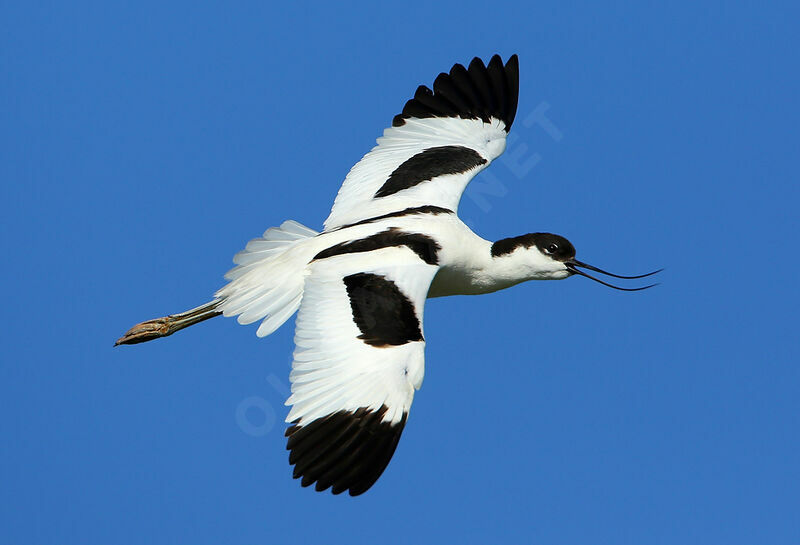 Pied Avocet