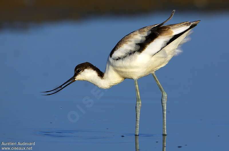 Avocette élégantejuvénile, régime