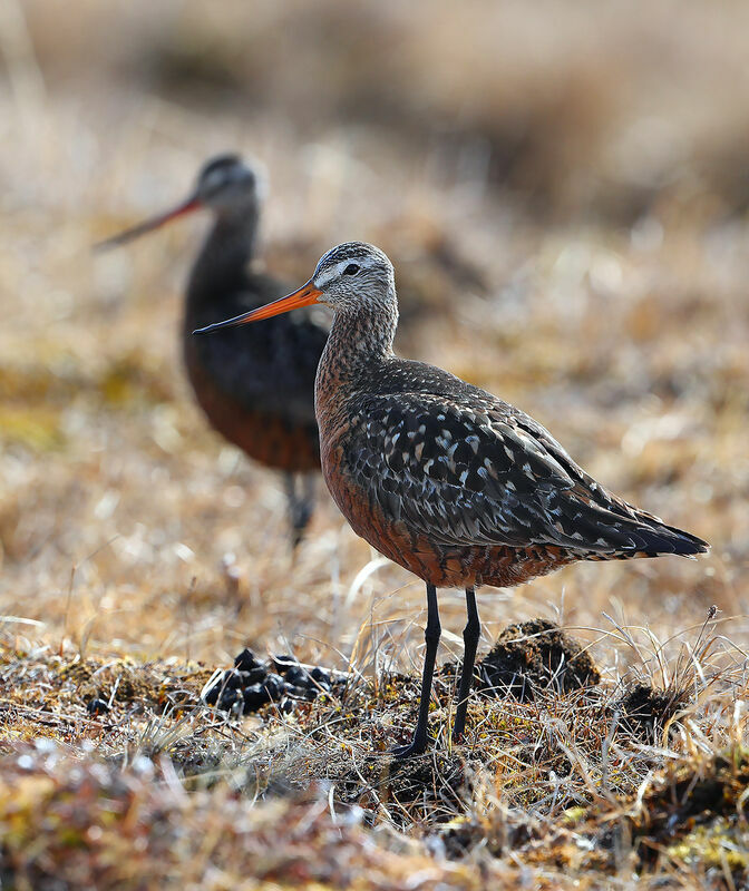 Hudsonian Godwit