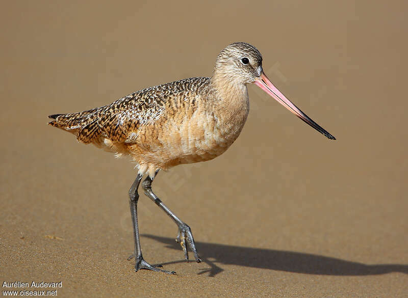 Marbled Godwit, identification