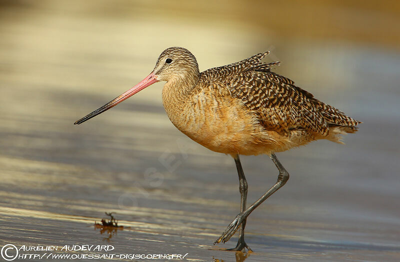 Marbled Godwit