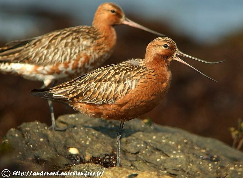 Bar-tailed Godwit male adult breeding