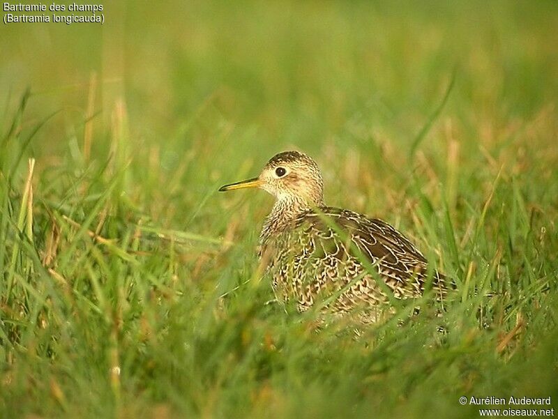 Upland Sandpiper