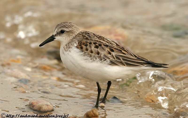 Red-necked Stint