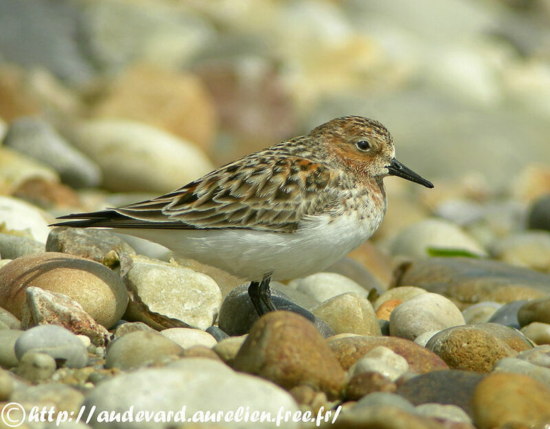 Red-necked Stintadult breeding