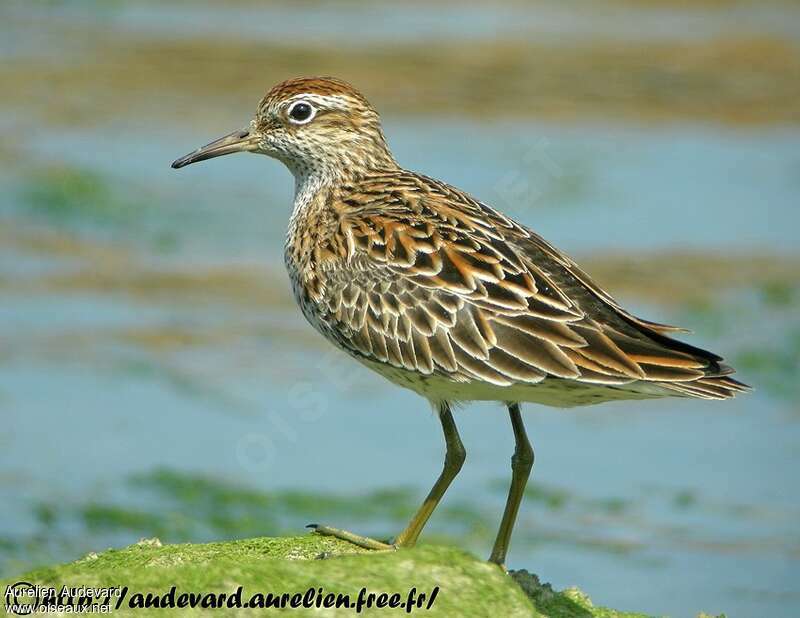 Sharp-tailed Sandpiperadult breeding, identification