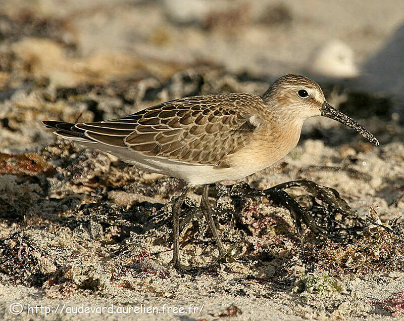 Curlew Sandpiper