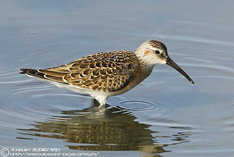 Curlew SandpiperFirst year