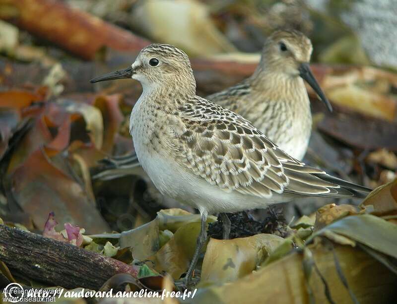 Baird's Sandpiperjuvenile, identification