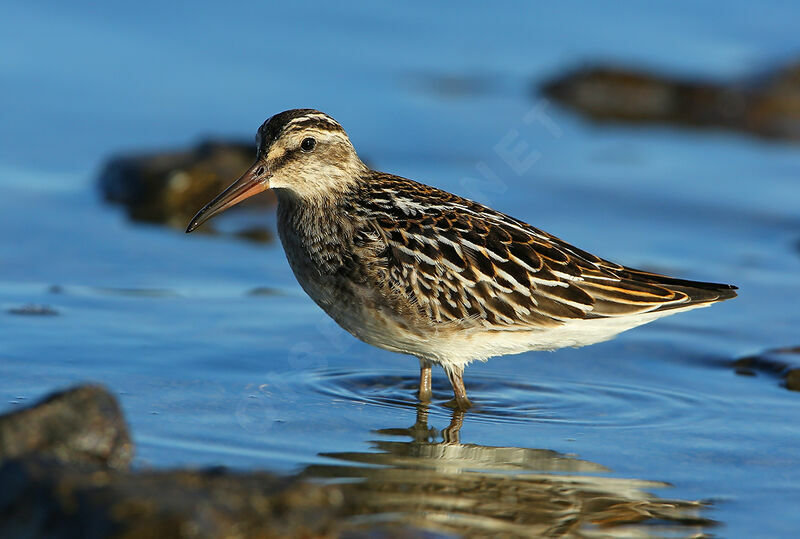 Broad-billed SandpiperFirst year, identification