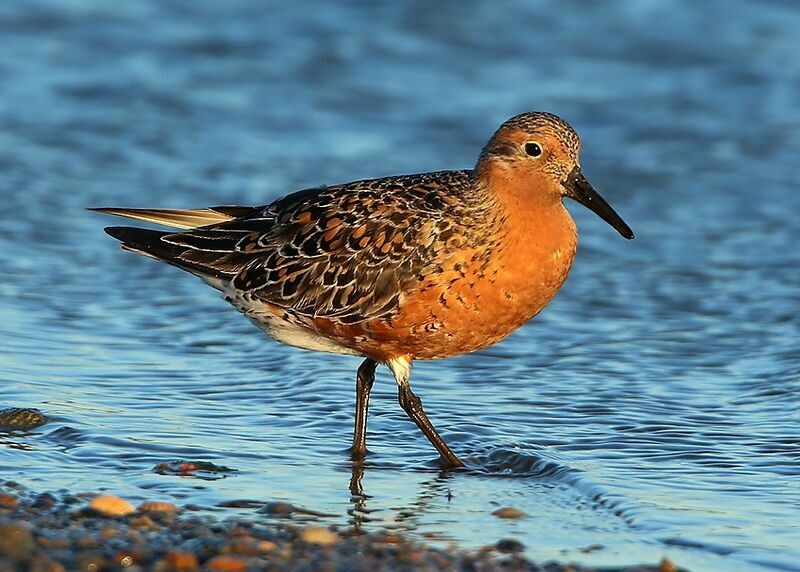 Red Knotadult breeding, identification