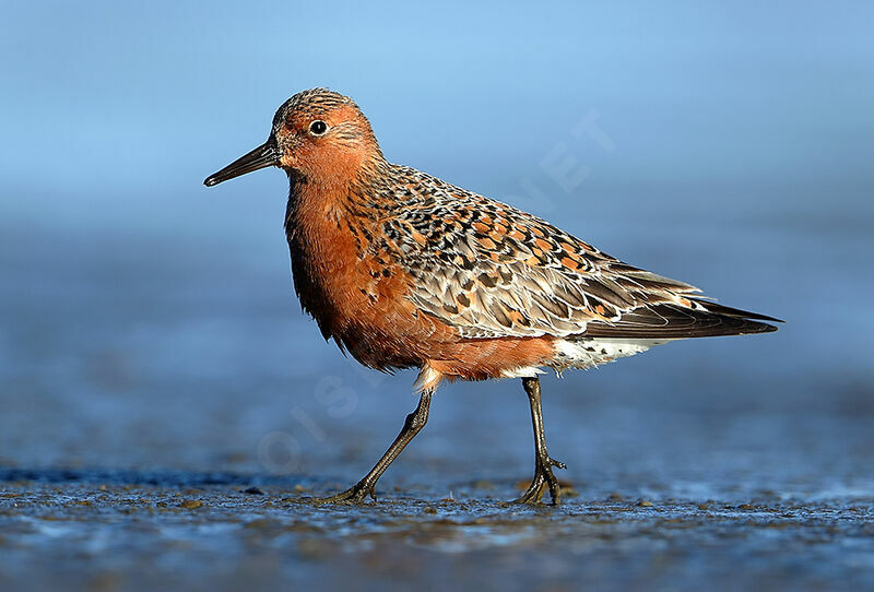 Red Knotadult breeding, identification