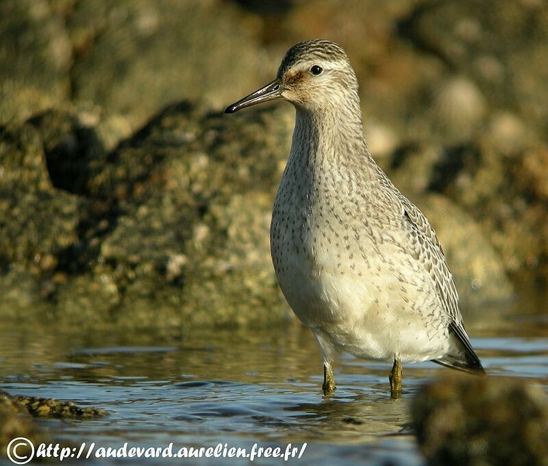 Red Knot, identification