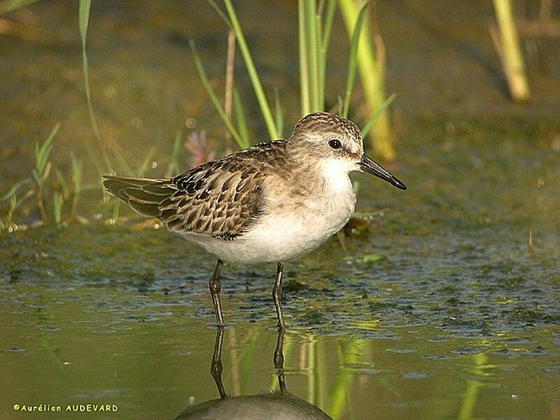 Little Stint