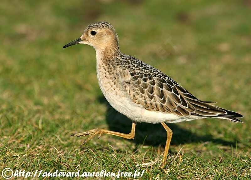 Buff-breasted Sandpiper