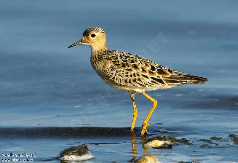 Buff-breasted Sandpiperadult transition, identification