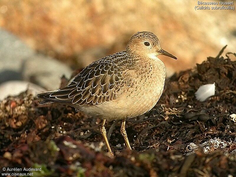 Buff-breasted Sandpiper