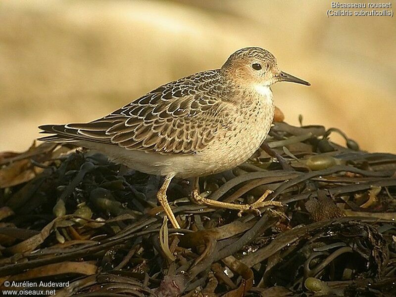 Buff-breasted Sandpiper