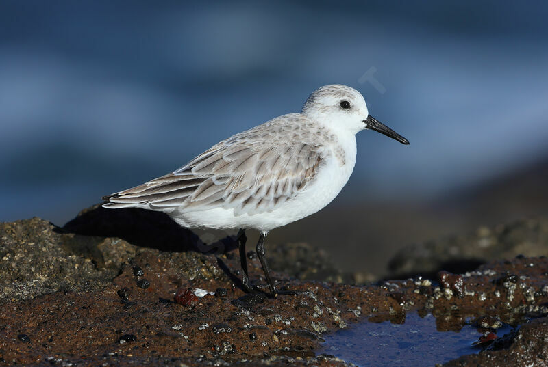 Sanderling