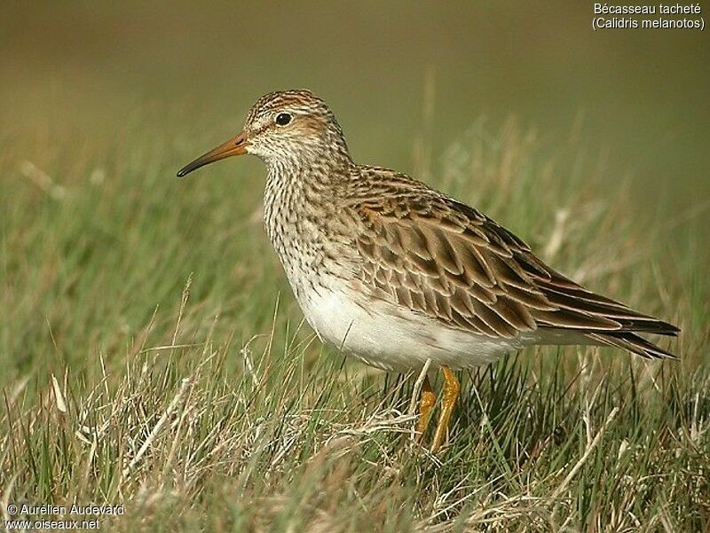 Pectoral Sandpiper