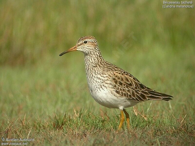 Pectoral Sandpiper